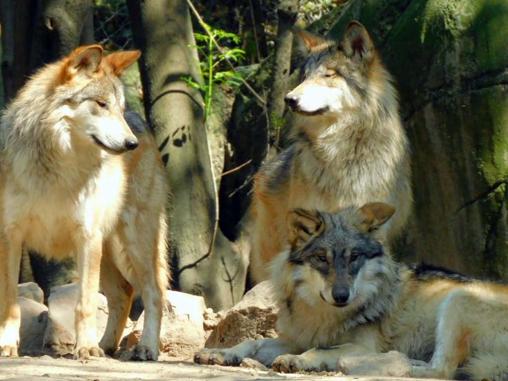 Lobos en Zoológico de Chapultepec
