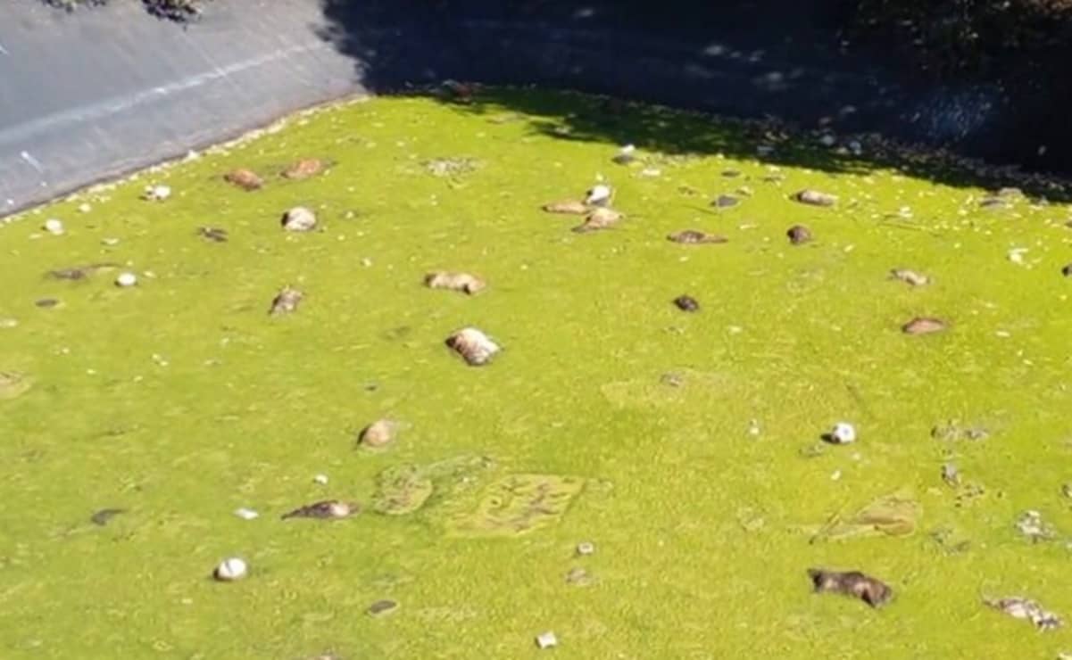 Más de 100 perros fallecidos en laguna intoxicada de Amecameca