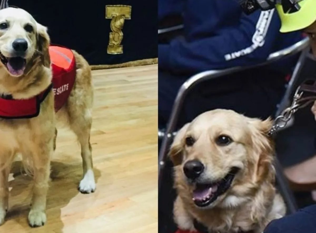 'Nalah', perrita rescatista del 19-S