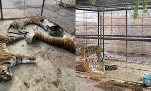 Dejan morir a tres tigres de bengala decomisados al narco en Guerrero