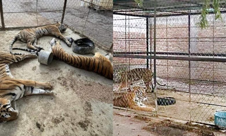 Tres tigres de bengala