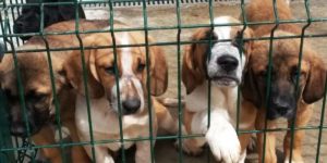 Nuevo León prohíbe venta de mascotas menores a cuatro meses #VIDEO