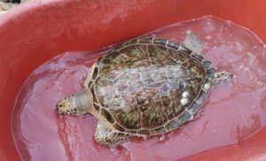 Pescador rescata a tortuga lora varada en laguna de Veracruz