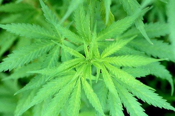 Cámara Baja de EE.UU. aprueba proyecto para despenalizar la mariguana