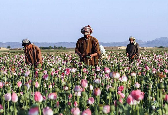 Los talibanes prohíben el cultivo del opio, el uso de alcohol y estupefacientes