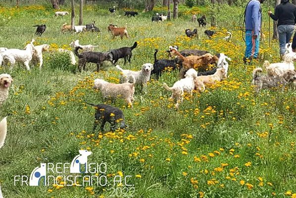 Juez ordena desalojar refugio de perros y gatos con más de mil 500 animales, en Santa Fe