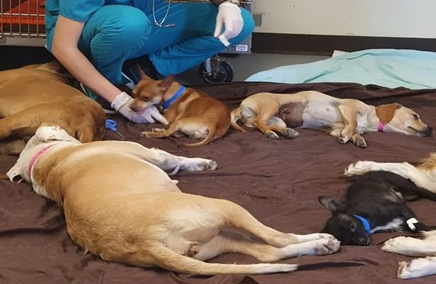 Fiscalía rescata a perrita y cachorros atrapados en casa asegurada en Chalco