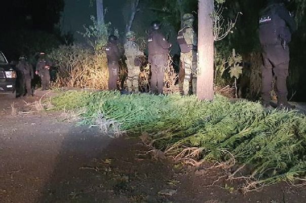 Localizan plantío de mariguana cerca de la FES Iztacala