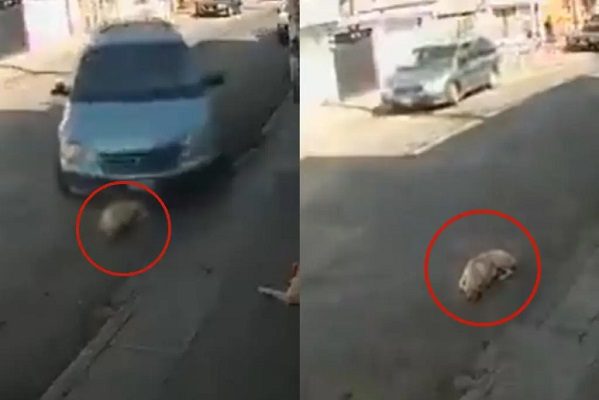 Buscan a conductor que intentó atropellar a perrito en calles de Toluca #VIDEO