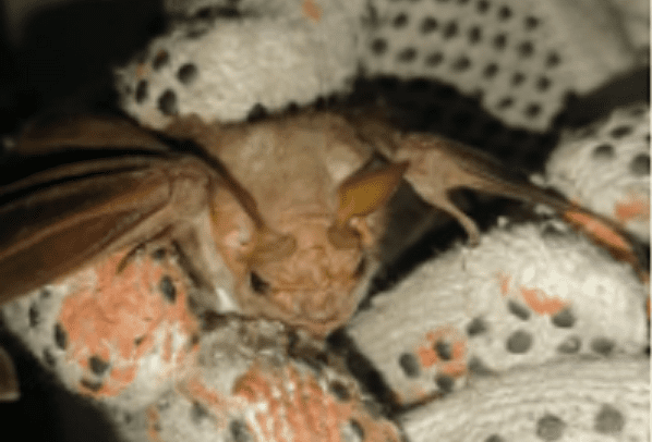 Rescatan a murciélago que se alojó en un vagón de la Línea 8 del Metro CDMX