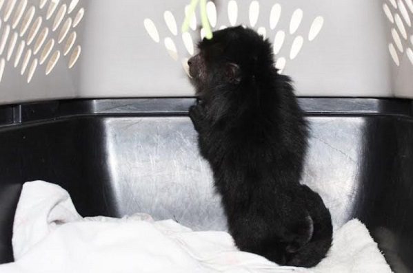 Cae sujeto por traficar con mono aullador negro, en Hidalgo