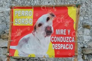 Pobladores en Yucatán piden a conductores tener cuidado con perrito sordo