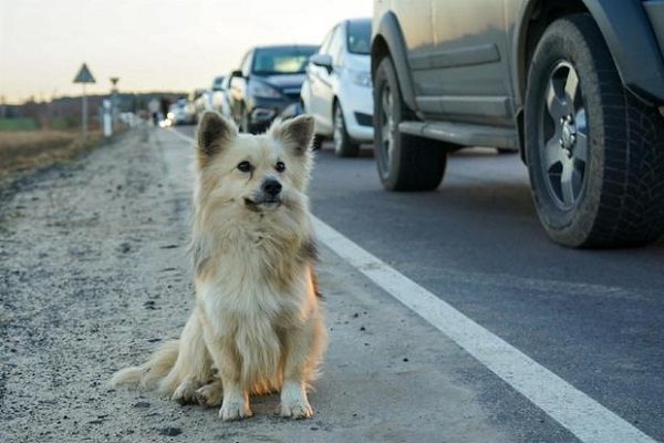 Encuentran muertos a al menos 300 perritos abandonados en refugio en Kiev
