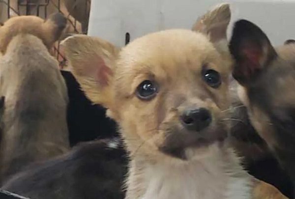 Nuevo León prohíbe poner tatuajes y piercings a mascotas domésticas