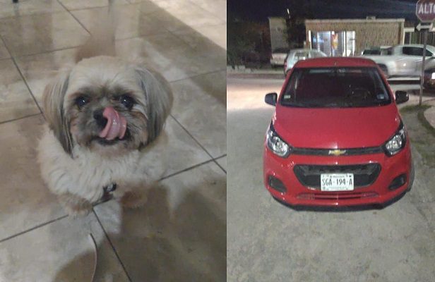 ¡Se llevaron hasta al perrito! Ladrones roban casa y son capturados, en NL #VIDEO