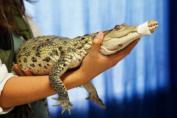 Rescatan cocodrilo de pantano en casa en Ecatepec #VIDEO