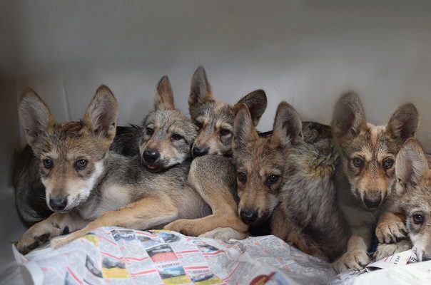 Sequía en Estados Unidos está matando a cientos de cachorros de lobo mexicano