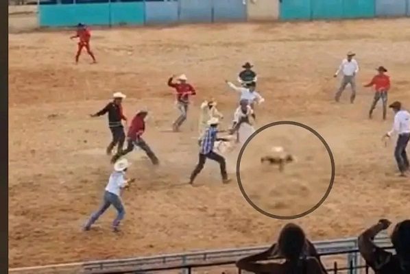 Autoridades investigan caso de maltrato de un gatito en feria de Cuba #VIDEO