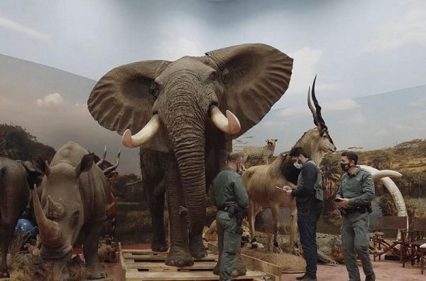 Incautan más de mil animales disecados en España; hay algunos ya extintos