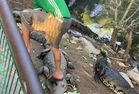 Sujeto patea a cocodrilos en Laguna del Carpintero, Tampico