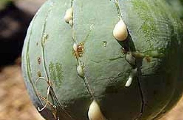 Bebé de un año es hospitalizado por comer presunta goma de opio, en Durango