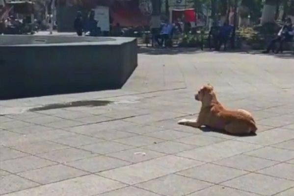 Captan a perrito esperando a que enciendan una fuente para bañarse, en Chalco #VIDEO
