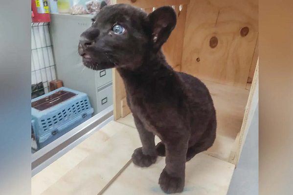 Cachorro de jaguar es rescatado por GN en operativo en Aeropuerto de Yucatán