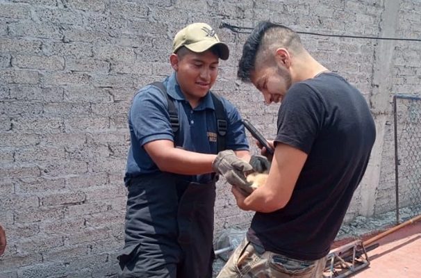 En una misma tarde, rescatan a perrito y michi atorados entre muros, en Neza