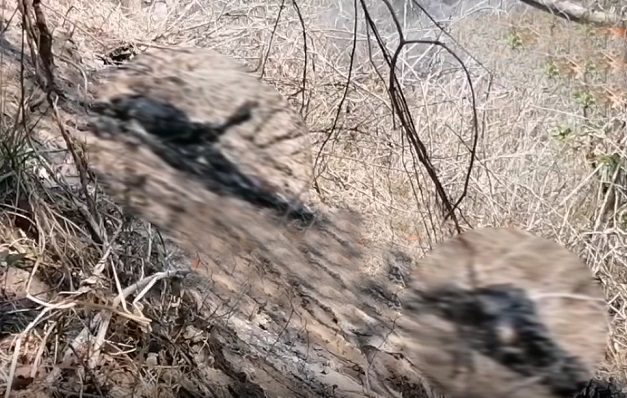 Fiscalía de Chiapas investigan localización de tres cuerpos calcinados en Arriaga