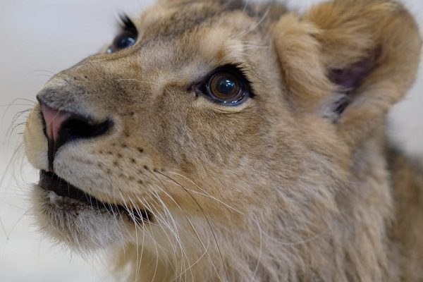 Rescatan a cachorro de león africano en calles de Ecatepec #VIDEOS