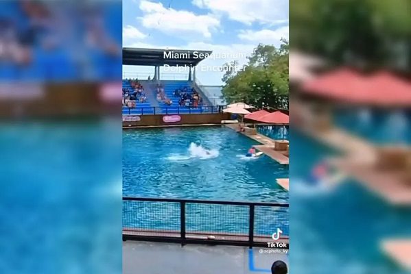 Delfín ataca a su entrenadora en pleno show familiar #VIDEO