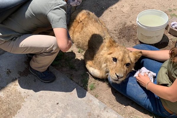 La Profepa reporta en estado delicado al cachorro de león rescatado en Ecatepec