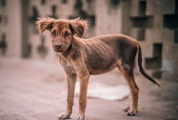 Reportan envenenamiento masivo de perritos en Xalatlaco, Edomex