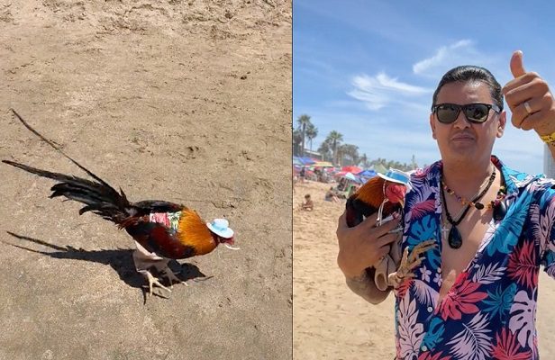 Hombre se vuelve viral por llevar a su gallo de vacaciones a la playa #VIDEO
