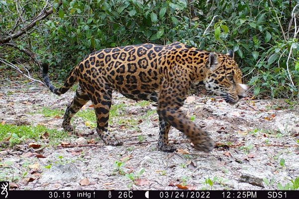 Localizan a dos jaguares en la reserva natural de Yucatán