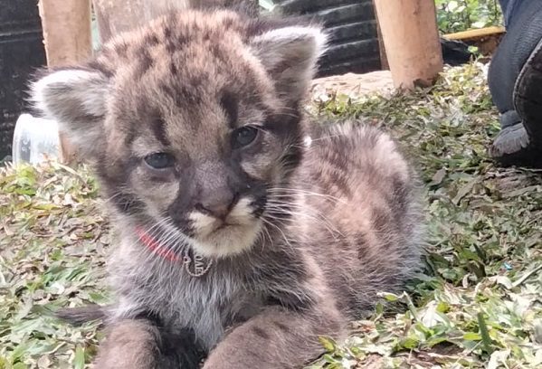 Profepa alista liberación de 3 pumas rescatados en un domicilio en Hidalgo #VIDEO