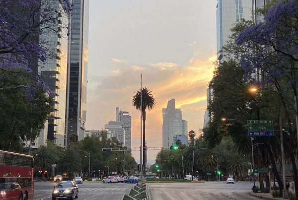 Sheinbaum niega muerte de palmera en glorieta de Reforma por falta de cuidado