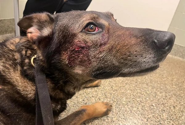 Sujeto muerde y apuñala a perro policía en California