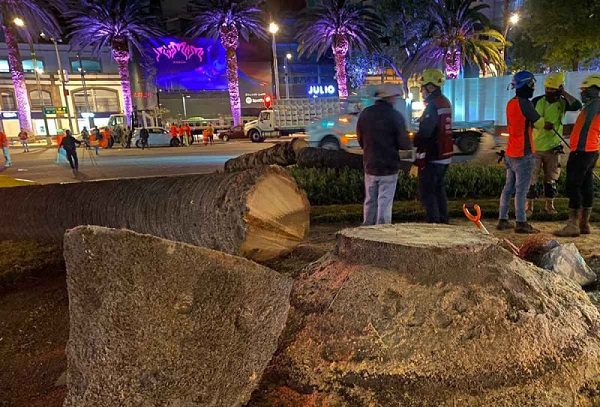Remueven por completo la palma que estuvo más de 100 años en Paseo de la Reforma #VIDEO