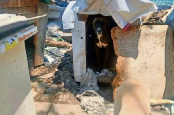 Detiene a 2 sujetos que presuntamente criaban perritos y los vendían en tacos, en Tultitlán