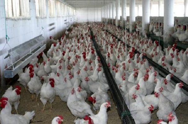China reporta el primer caso humano de gripe aviar con la cepa H3N8