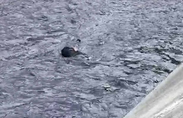 Hallan cuerpo de un hombre flotando en aguas negras en Naucalpan