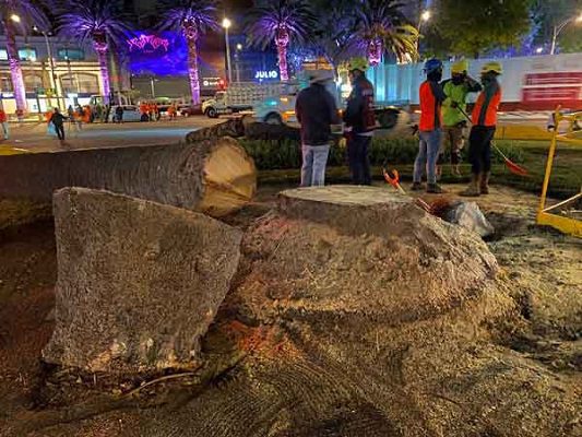 Gobierno CDMX abre consulta para votar por el árbol que sustituirá a la palma en Reforma