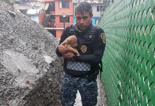 Policías rescatan a perrito atrapado en una barranca en la Álvaro Obregón