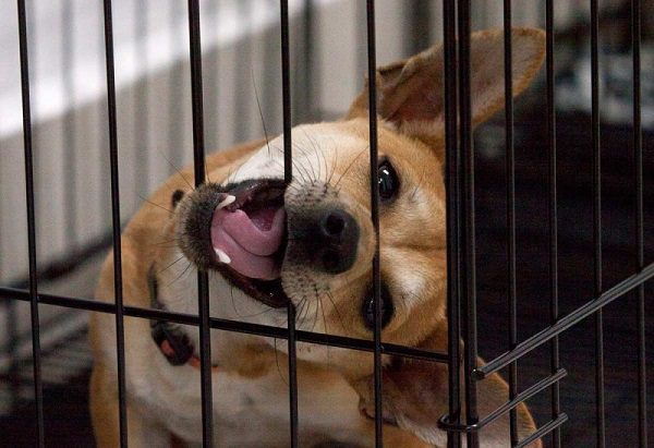 Nuevo León sancionará con cárcel el secuestro de mascotas