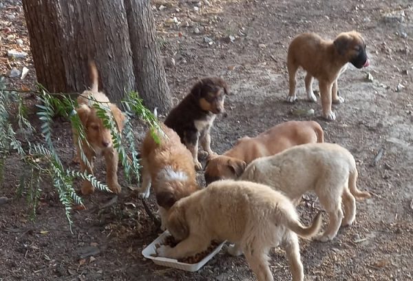 Localizan predio con al menos 40 perritos sin dueño en Atizapán
