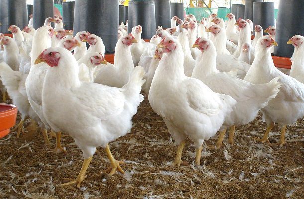 Más de 280 mil aves muertas por brote influenza aviar en Coahuila y Durango