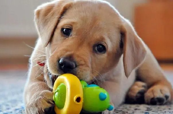 Perro contagia a familia de Covid-19 en CDMX