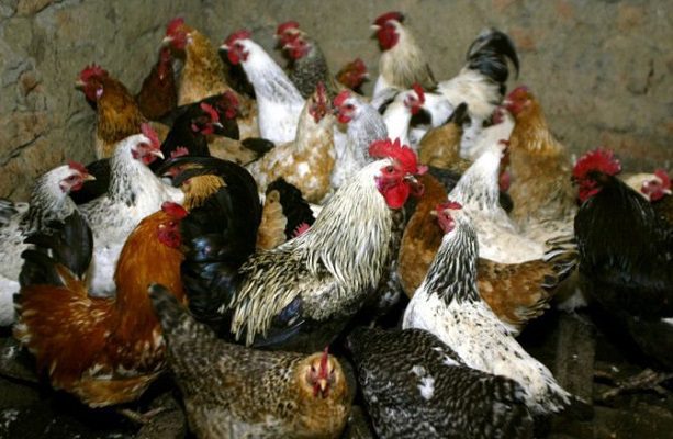 Reportan el primer caso humano de gripe aviar H5 en Estados Unidos