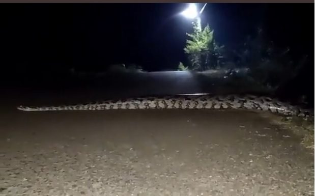 Boa gigante en Atlapexco, Hidalgo